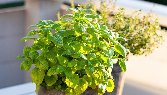 Urban Gardening: Greening City Spaces