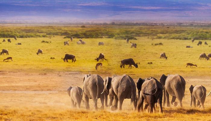 Explore Amazing Wildlife Adventures Now