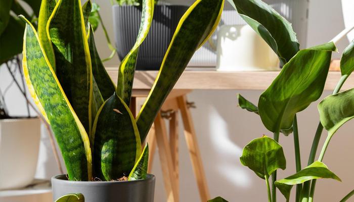 Create a Lush Indoor Garden Now!
