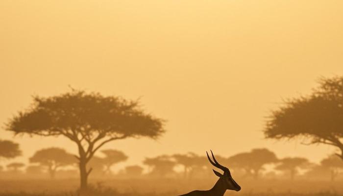 How Antelopes Use Acrobatics to Survive
