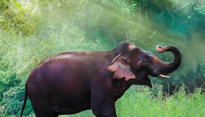India's Elephant Mysteries Are Being Solved