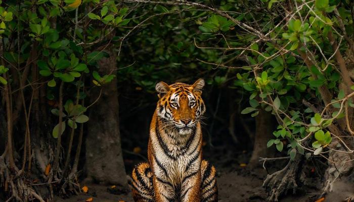 Sundarbans: Ten Amazing Wildlife Facts!