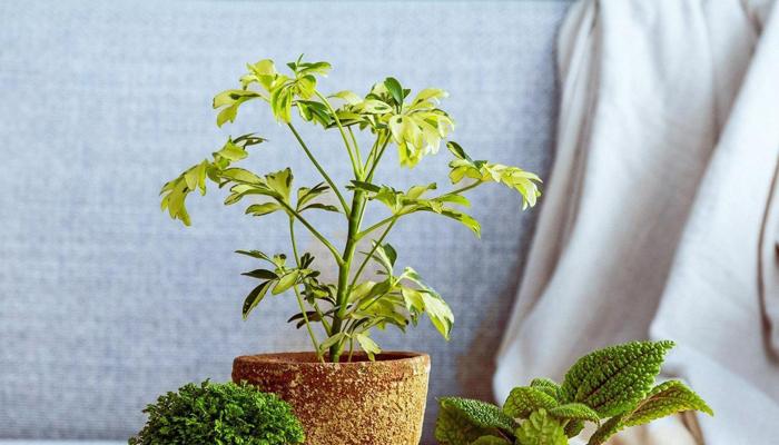 Go Green: 7 Sustainable Home Decor Ideas