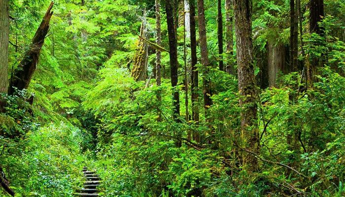 Explore Thrilling Trails in National Parks