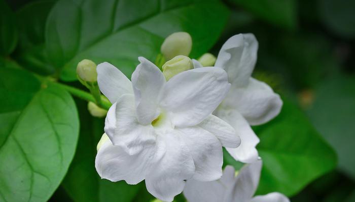Discover 7 Exotic Jasmine Varieties!