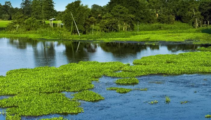 Wetlands Are a Birdwatcher's Paradise.
