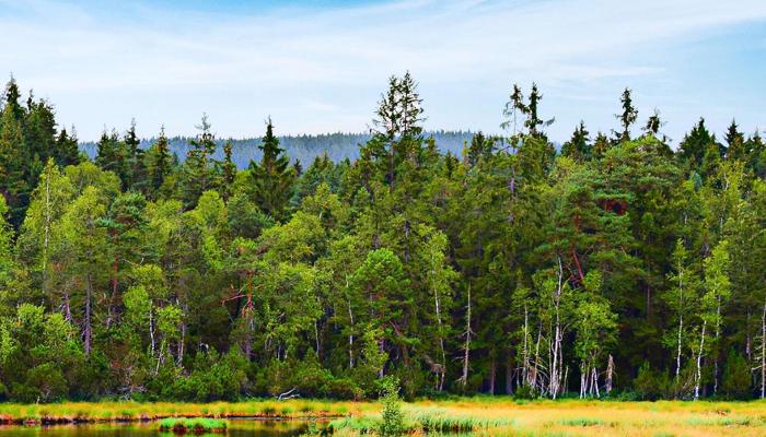 Outdoor Living: 5 Ways Nature Heals You