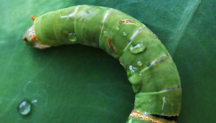 Butterfly Changes: From Caterpillar to Jewel.