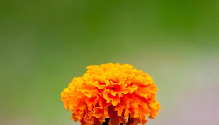 Grow These 9 Indian Flowers For A Bold Garden