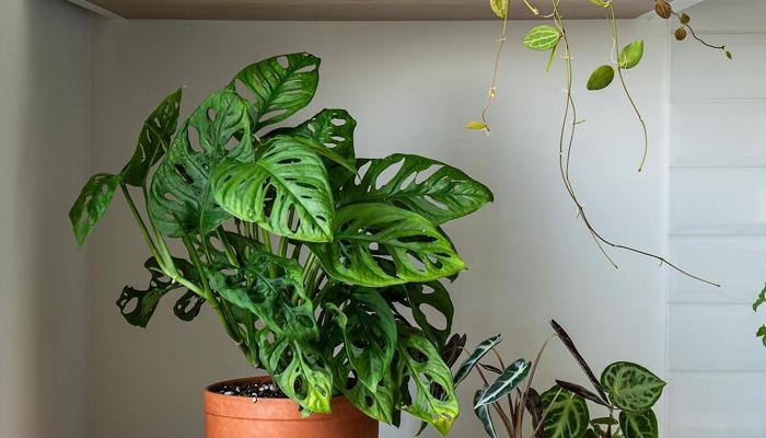 Grow Your Indoor Oasis: 5 Expert Tips Await
