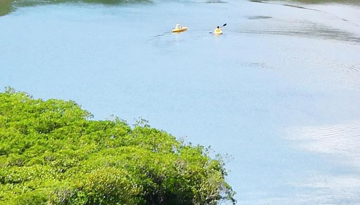 Ganges River Dolphin's Secrets Are Revealed
