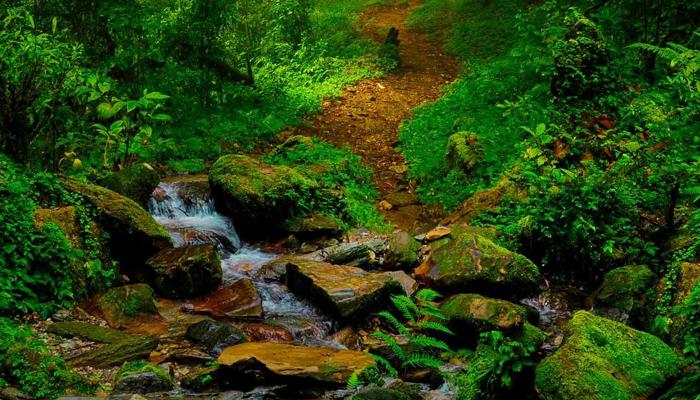 Natural Remedies Zap Stress and Restore Balance