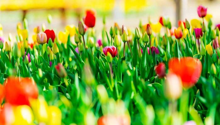 Boost Your Happiness: Try These 5 Daily Joys