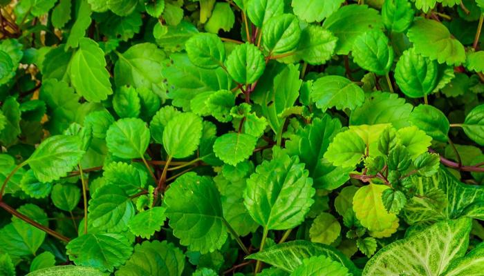 Indian Locals Fight to Protect the Environment
