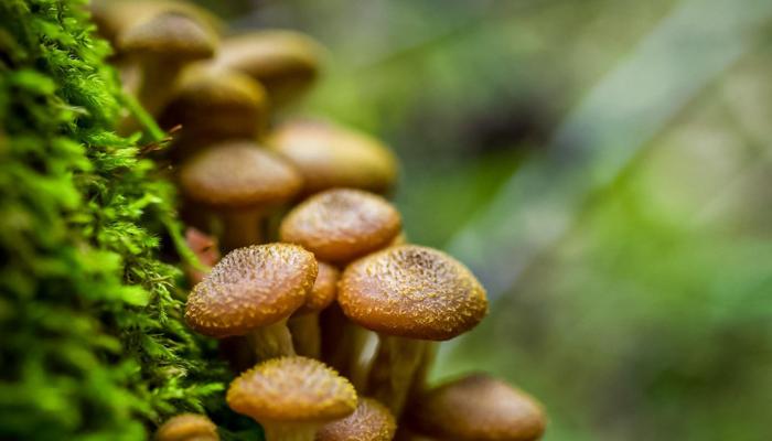 Discover Seven Amazing Facts About Fungi