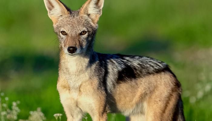 Wild Whispers: Wily Ways of the Indian Wolf