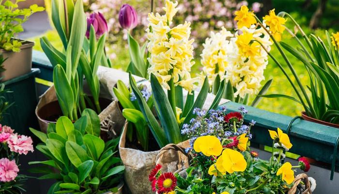 Create Your Organic Garden in Six Steps