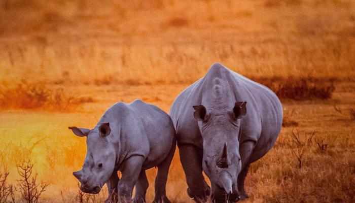 Go on Safari and See Rhinos Roam Free!