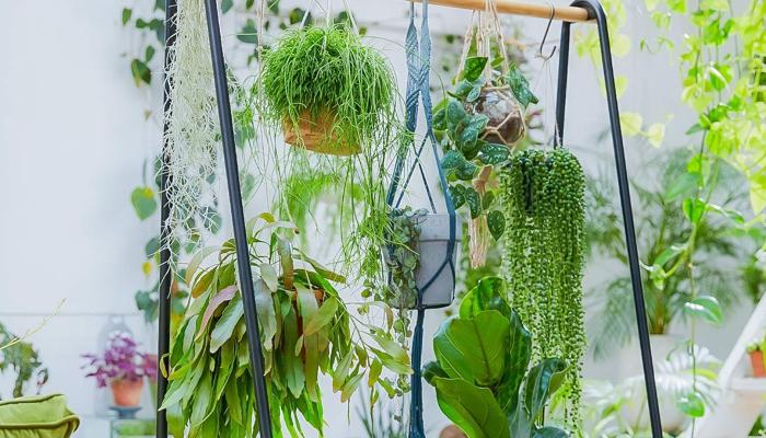 Gardening Is Undergoing a Stylish Revolution
