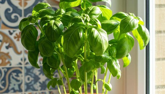 Grow Your Own Herbs at Home for Happiness!