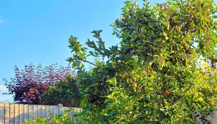 Gardening Has Hidden Benefits You Should Know