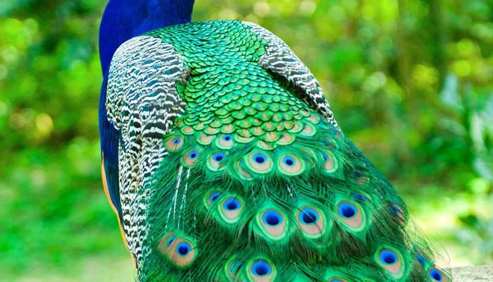 Peacocks: Exploring Nature's Flamboyant Stars