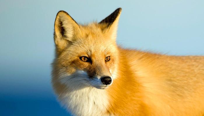 Learn Some Amazing Facts About Foxes Now
