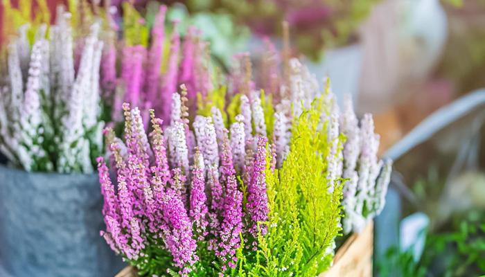 Choose Plants For A Thriving City Garden