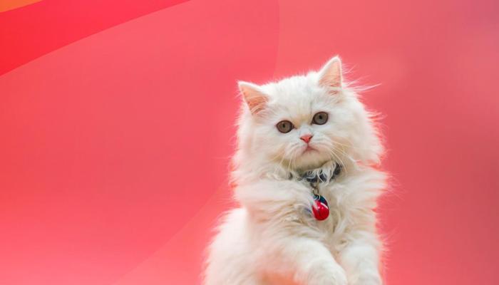 Best Pet For You? Let Your Zodiac Sign Decide!