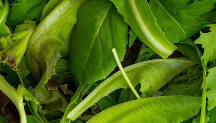 Plant-Based Diets: Leafy Legends Debunk Myths