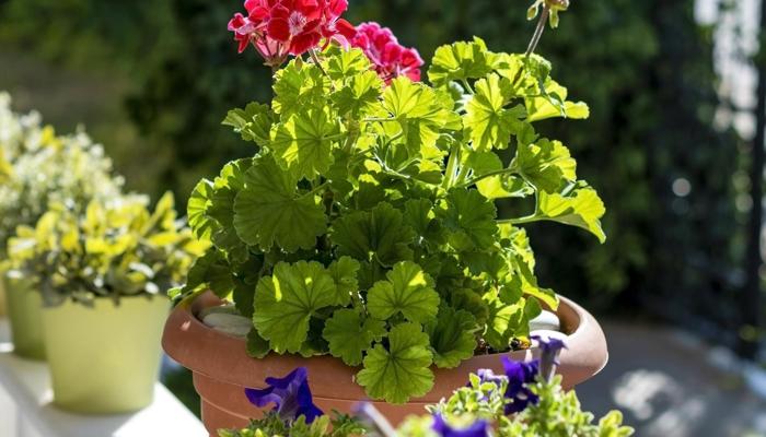 Grow a Blooming Balcony Garden With These Tips