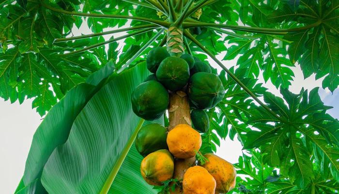 Coconut Recipes: Tropical Cooking is Magic!