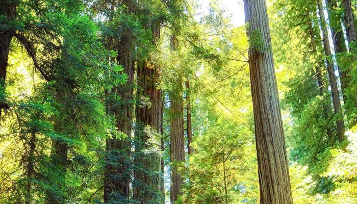 National Parks Offer Thrilling Hiking Trails