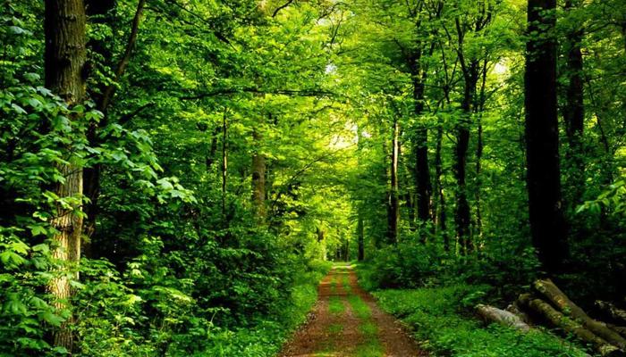 Walk 30 Minutes Daily For Better Health