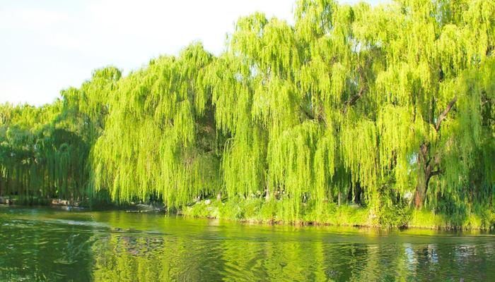 Master Your Day: 7 Steps to Serene Routine