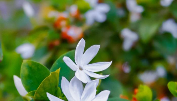 Grow a Thriving Jasmine Garden: Secrets Revealed