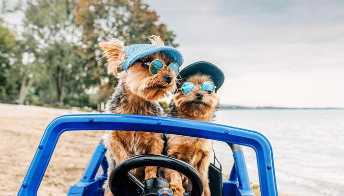Pet Travel Tips: How to Explore with Your Dog