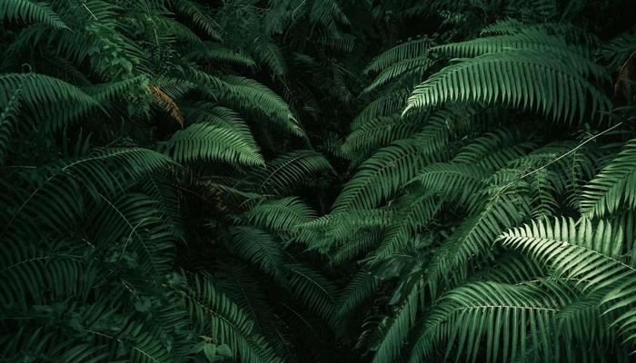 Discover Nature's Hidden Gems in the Jungle.