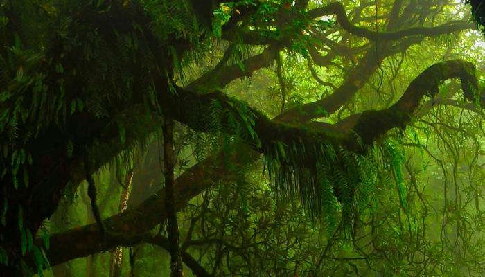 Find Your Inner Peace on These 7 Indian Walks