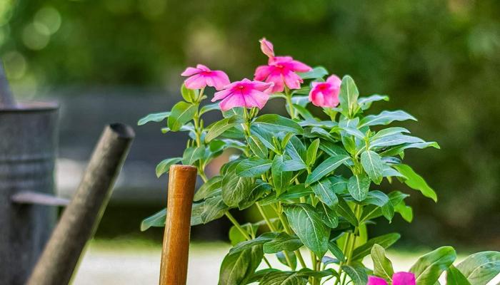 Gardening Can Help You Grow Your Green Thumb