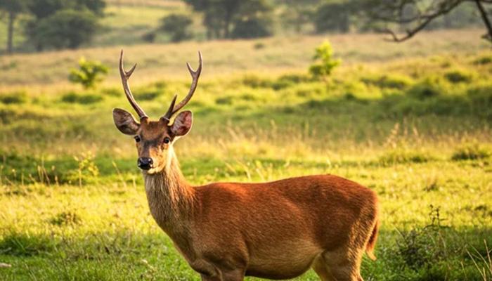 Unveiling the Secrets of the Sambar Deer