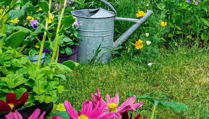 Grow a Green Garden: 5 Tips to Get Started