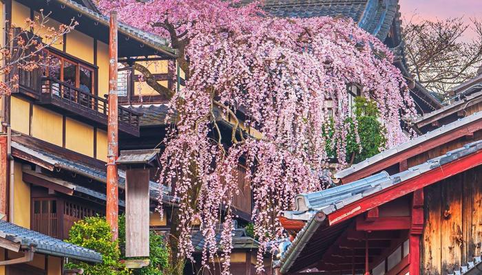 Travel Japan: Understanding Local Customs
