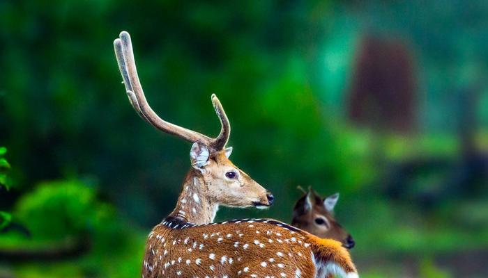 Indian Spotted Deer: A Deep Dive into Details
