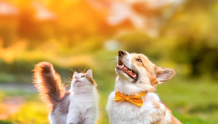 Animals Love to Play: See Their Wild Antics